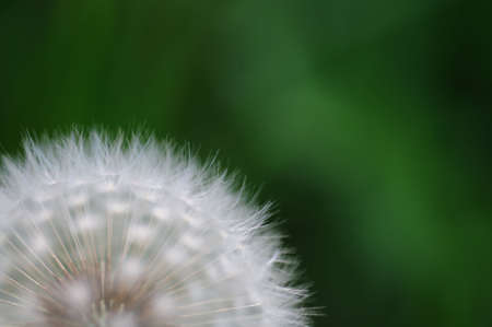 A Shot of Dandelions in seedの写真素材