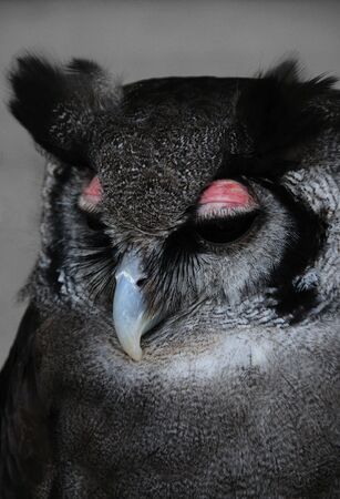 A portrait of a Milky Eagle Owlの写真素材