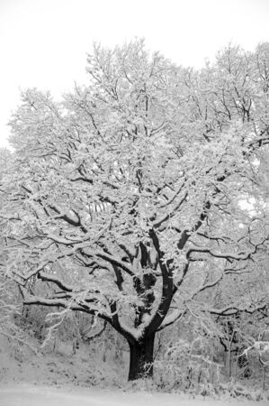 A tree in winterの写真素材
