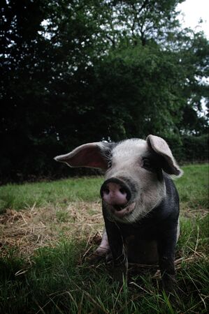 A Pig sitting in a fieldの写真素材