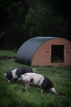 A Pigs in a field eatingの写真素材
