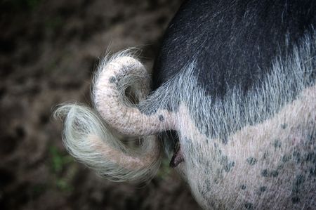 A Pigs Curly Tailの写真素材