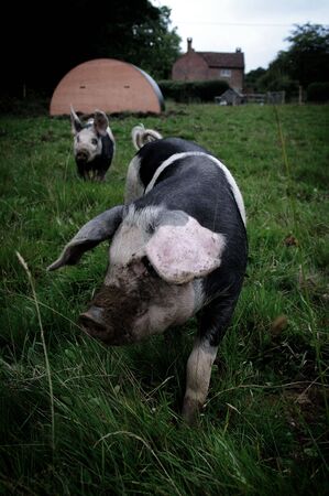A Pigs in a field on a farmの写真素材
