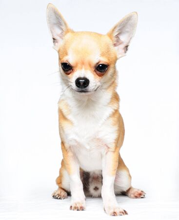 A Chihuahua sitting with a white backgroundの写真素材