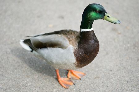 A Male Mallard Duckの写真素材