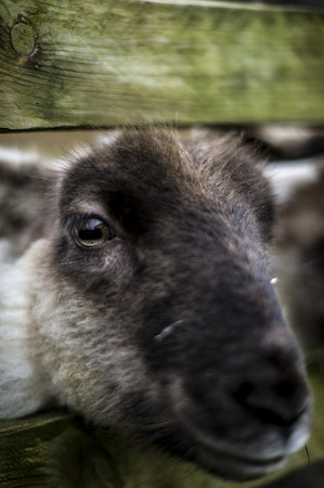 A Portrait of a Sheep Head, Focus on the Eye.の写真素材
