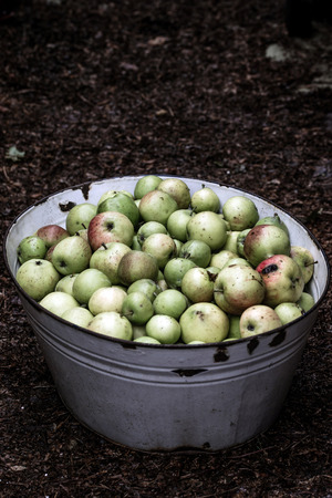 Tin Bath of Apples