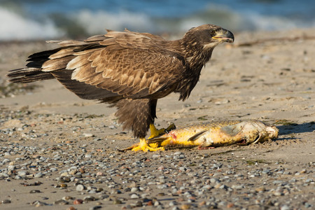 Juvenile Bald Eagle standing guard over a dead Carp that had washed up on the beach.