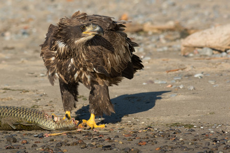 Juvenile Bald Eagle standing guard over a dead Carp that had washed up on the beach.