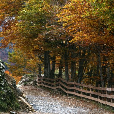 road with fence and trees autumnal
