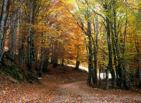 road with trees in autumn with fall colorsの写真素材