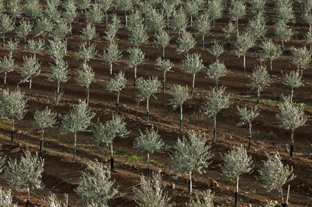 olive plantation with drip irrigation in diagonal arrangementの写真素材