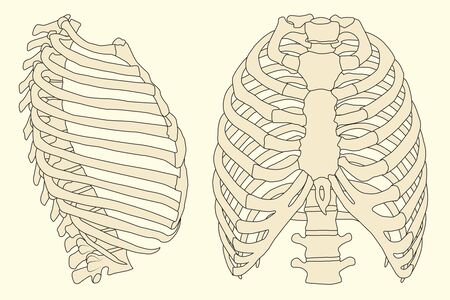 human rib cage with spineのイラスト素材