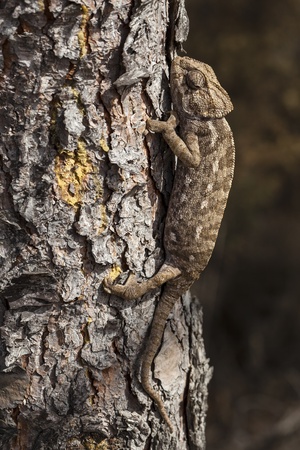 chameleon climbing vertically through the bark of a pineの写真素材