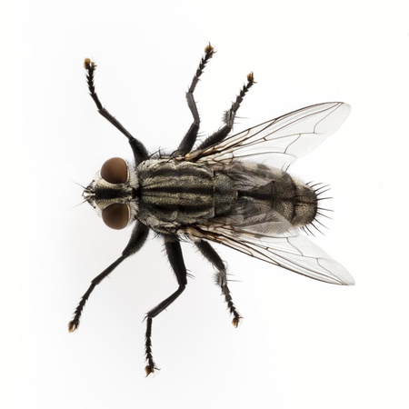 Flesh fly species sarcophaga carnaria isolated on white background の写真素材