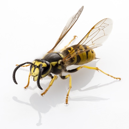 wasp Vespula germanica species isolated on white backgroundの写真素材