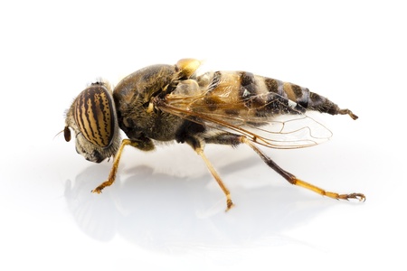 Bee or wasps, also known as the band-eyed drone fly isolated on white backgroundの写真素材