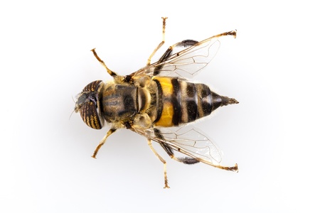 Bee or wasps, also known as the band-eyed drone fly isolated on white backgroundの写真素材