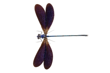 Blue dragonfly species Vestalis luctuosa male isolated on white backgroundの写真素材