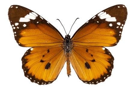 Butterfly species danaus chrysippus 