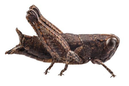 small brown grasshopper a centimeter or half inch size  in high definition with extreme focus and...
