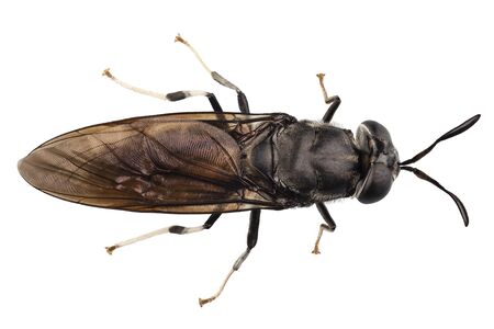 black soldier fly species Hermetia illucens in high definition with extreme focus and DOF (depth of...