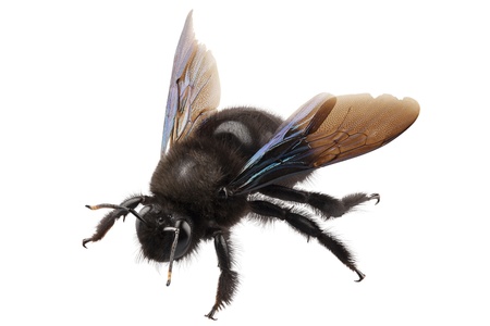 violet carpenter bee species xylocopa violacea in high definition with extreme focus