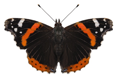 Butterfly species Vanessa atalanta in high definition with extreme focusの写真素材