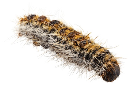 Caterpillar Pine Processionary species Thaumetopoea pityocampa in high definition with extreme focus...