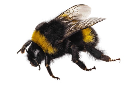 Bumblebee species Bombus terrestris common name buff-tailed bumblebee or large earth bumblebee  in...