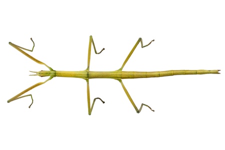 Spanish Walking Stick insect  species Leptynia hispanica  in high definition with extreme focus and...