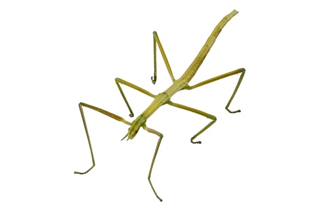 Spanish Walking Stick insect  species Leptynia hispanica  in high definition with extreme focus and...