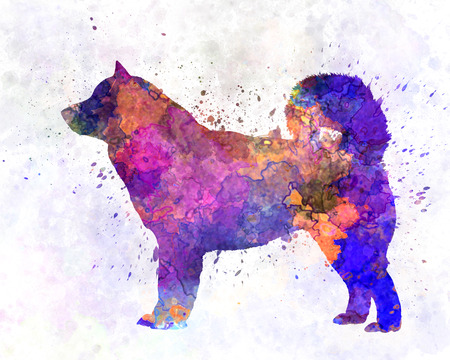 Alaskan Malamute 01 in watercolorの写真素材