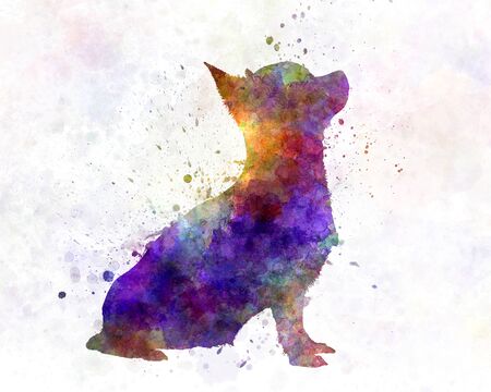 Chihuahua 01 in watercolorの写真素材