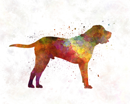 Tosa in watercolorの写真素材