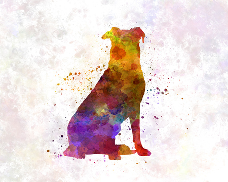 Beauceron in watercolorの写真素材