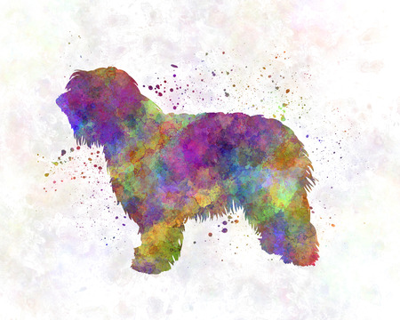Catalonian Sheepdog in watercolorの写真素材