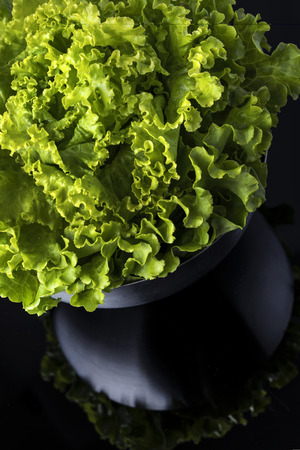 Fresh and curly green letucceの写真素材