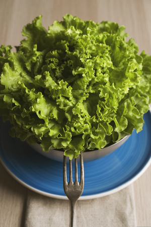 Fresh and curly green letucceの写真素材