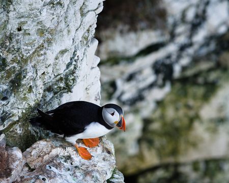 Puffins are any of three small species of alcids in the bird genus Fratercula with a brightly coloured beak during the breeding season. These are pelagic seabirds that feed primarily by diving in the water.の写真素材