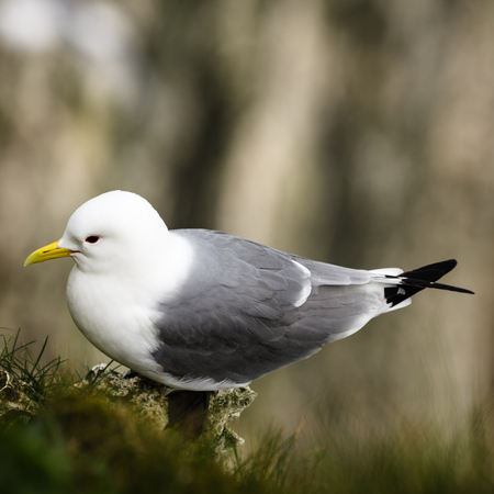 The kittiwakes are two closely related seabird species in the gull family Laridae, the black-legged kittiwake and the red-legged kittiwake.の写真素材