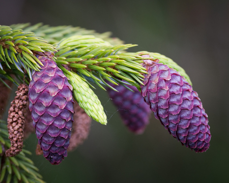 A cone is an organ on plants in the division Pinophyta that contains the reproductive structures.の写真素材