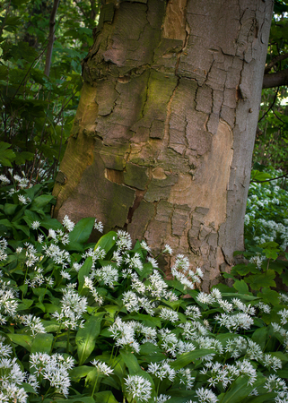 Allium ursinum – known as ramsons, buckrams, wild garlic, broad-leaved garlic, wood garlic, bear...