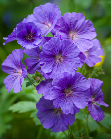 Geranium pratense, the meadow cranesbill, is a species of hardy flowering herbaceous perennial plant...