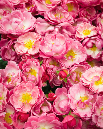 A bunch or arrangement of pink rosesの写真素材