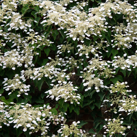 Hydrangea anomala, the Japanese climbing-hydrangea, is a species of hydrangea native to the...