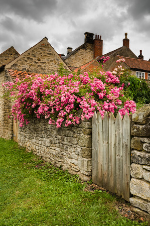 Old roses clambering over a back garden or yard wall in the historic market town of Helmsley, North Yorkshire, UKの写真素材