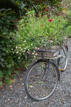Old black bike used as planter at the entrance to a gardenの写真素材