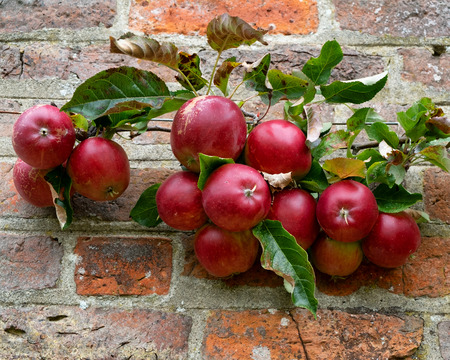 Apple tree with red apples growing against a red brick wallの写真素材