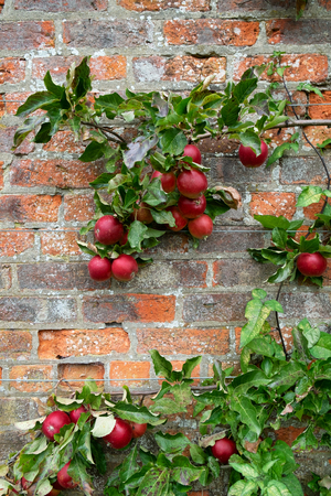 Apple tree with red apples growing against a red brick wallの写真素材